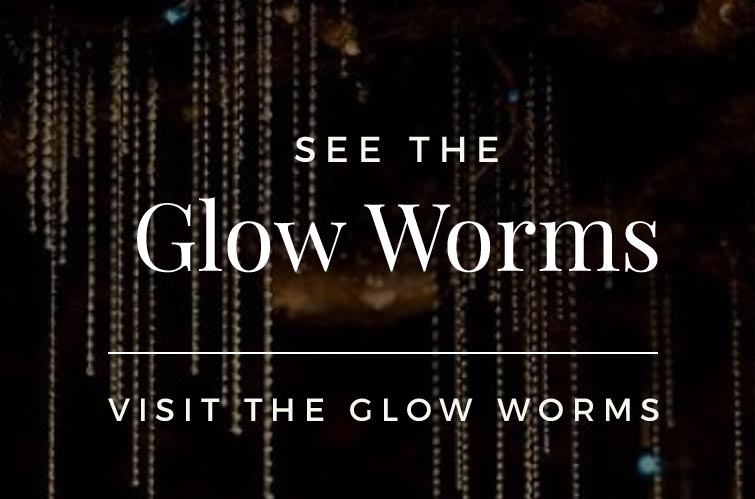 See the Glow Worms
